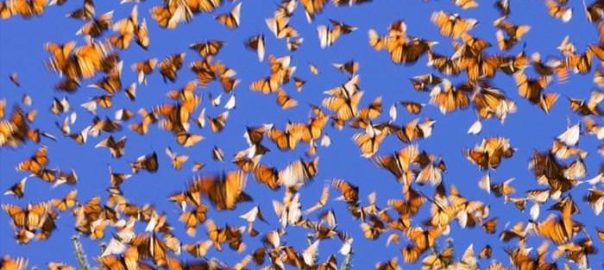 a swarm of butterflies against a blue sky